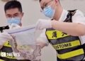Man caught smuggling 100 snakes in his trousers into China
