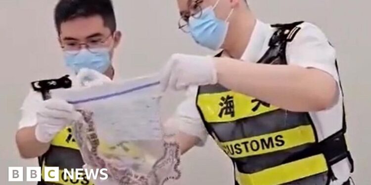 Man caught smuggling 100 snakes in his trousers into China