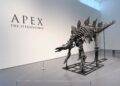 Apex: Largest stegosaurus skeleton ever found to fetch millions at auction | News