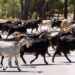 Greece imposes restrictions to tackle ‘goat plague’