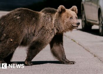 A bear mauled a teen to death. Will a cull solve Romania’s bear problem?