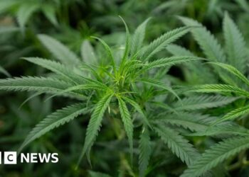 Singapore jails man who planted cannabis in estranged wife’s car