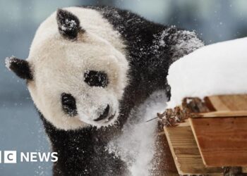 Finland zoo returns pandas to China early due to cost