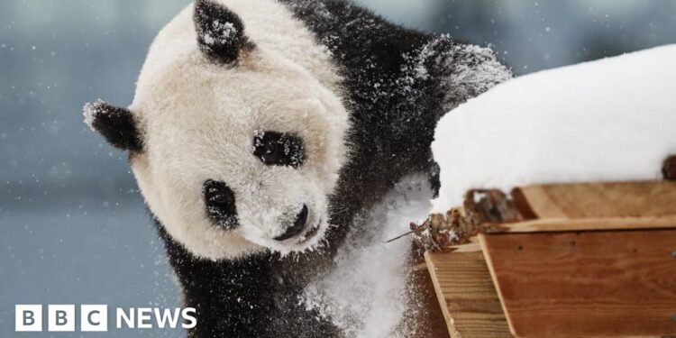 Finland zoo returns pandas to China early due to cost