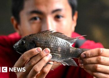 Thailand wages war against invasive blackchin tilapia