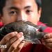 Thailand wages war against invasive blackchin tilapia