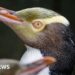 Rare shy penguin wins New Zealand’s bird of the year vote