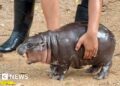 Thailand zoo’s celebrity baby pygmy hippo