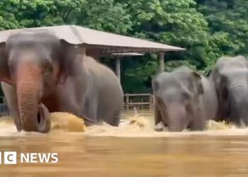 Elephants escape floodwaters in Thailand