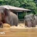 Elephants escape floodwaters in Thailand