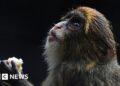 Twelfth monkey dies in Hong Kong zoo amid bacterial outbreak