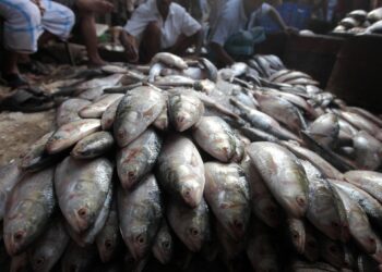 Fishy diplomacy: What a hilsa ban reveals about India-Bangladesh tensions | Business and Economy News