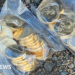 Police recover more than 40,000 stolen Bluey coins