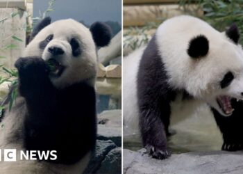 Pandas from China seen exploring new home at DC Zoo