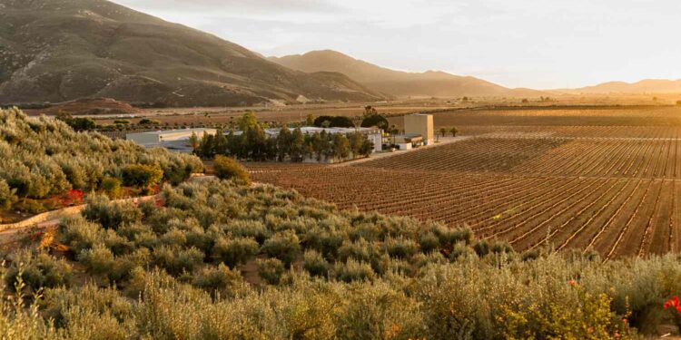 How to Visit Valle de Guadalupe, Mexico’s ‘Napa Valley’