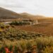 How to Visit Valle de Guadalupe, Mexico’s ‘Napa Valley’