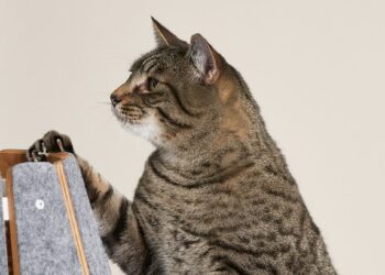 The Best Cat Furniture, Scratching Posts, and Litter Boxes (2024)