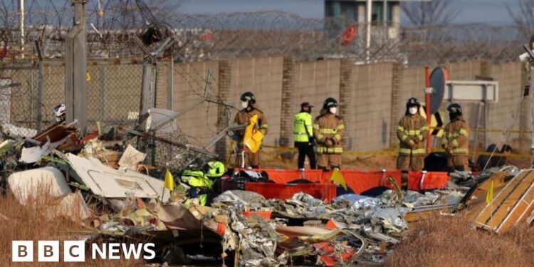 Did bird strike contribute to South Korea plane crash? What we know