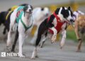 New Zealand to ban greyhound racing, citing high injury rates
