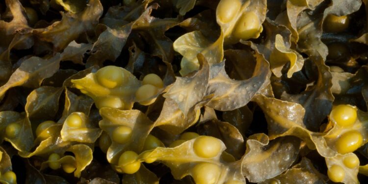 Skip the Sea Kelp Supplements (2024)