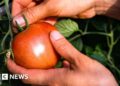 ‘Italian’ purees likely to contain Chinese forced-labour tomatoes