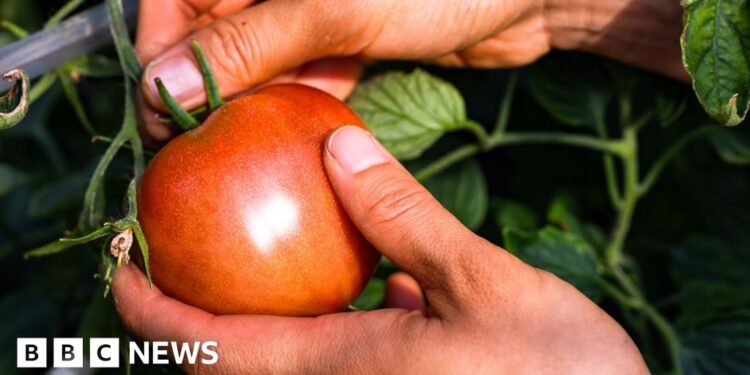 ‘Italian’ purees likely to contain Chinese forced-labour tomatoes