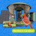 Best Bird Feeders With Cameras, Tested and Reviewed (2024)