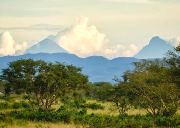 What to Expect on a Chimpanzee Trekking Tour in Uganda, According to a Top Safari Advisor