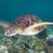 Three dead and dozens sick after eating sea turtle stew