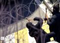 South Korea impeached president arrested after investigators scale walls