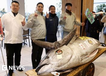 Motorbike-sized tuna sold to Tokyo sushi restaurateurs for $1.3m