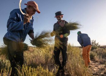 Discover the Magic of Rooibos in South Africa’s Rugged Mountains