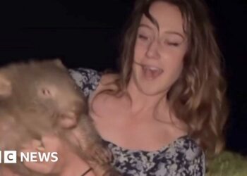 ‘For holding a wombat, thousands threatened my life’
