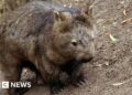 US influencer draws backlash for taking baby wombat from mum