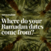 Ramadan 2025: Which countries grow the most dates? | Religion News