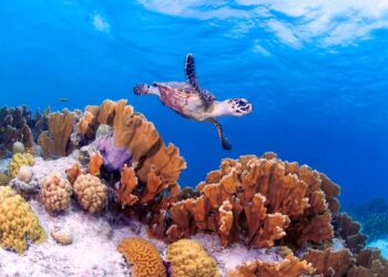 Why I Think Bonaire Has the Best Scuba Diving in the Caribbean