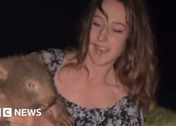 US influencer who snatched baby wombat has left Australia