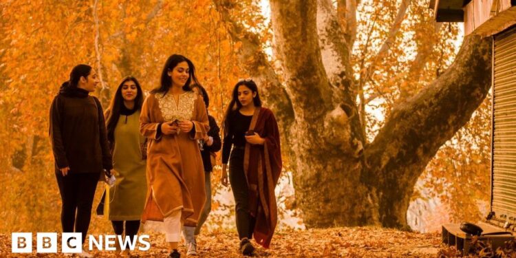 The race to save Kashmir’s iconic chinar trees