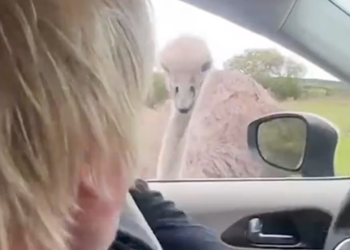 Boris Johnson Has Run-In With Feisty Ostrich During Texas Trip