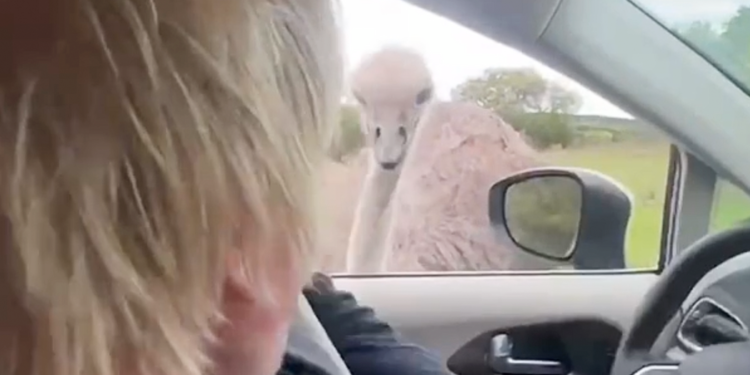 Boris Johnson Has Run-In With Feisty Ostrich During Texas Trip