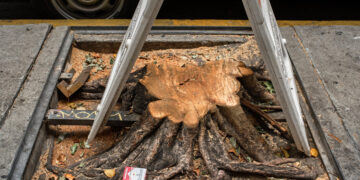 Downtown L.A. Has Seen Its Share of Violence. Then Someone Went After Its Trees.