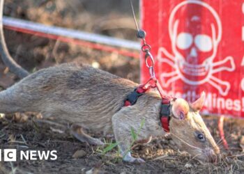 Ronin the rat sets new landmine-sniffing record
