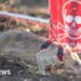 Ronin the rat sets new landmine-sniffing record