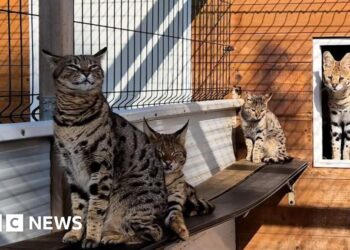Couple arrested for breeding exotic cats in Spain