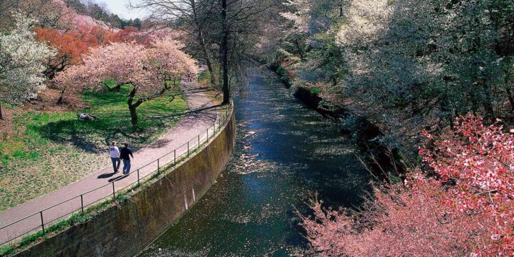 Branch Brook Park in Newark, New Jersey Is the Largest Collection of Cherry Blossom Trees in the U.S.