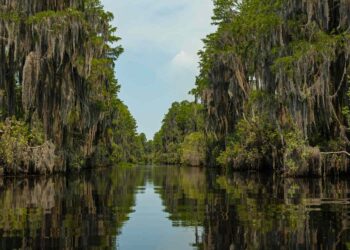 Okefenokee Swamp in Georgia May Be the Next UNESCO World Heritage Site