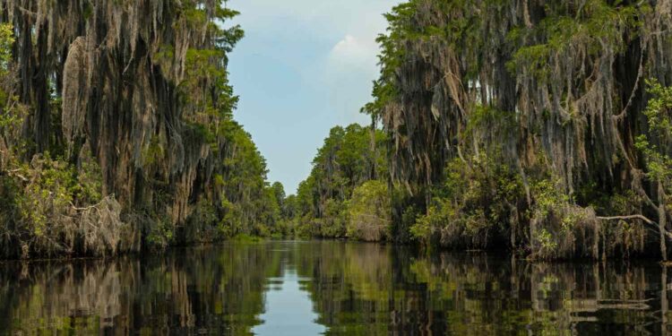 Okefenokee Swamp in Georgia May Be the Next UNESCO World Heritage Site