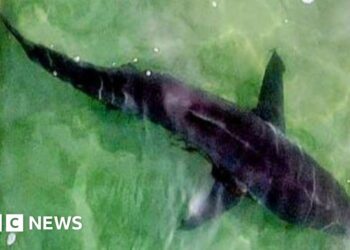 Man missing after rare shark attack in Israel