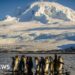 How island of penguins and seals ended up on list