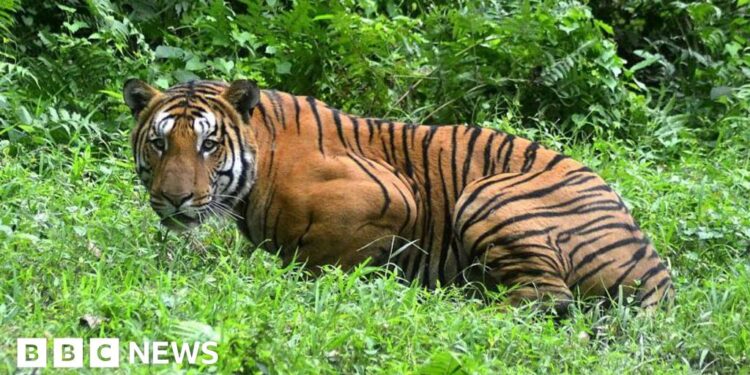 Village mob kills Royal Bengal tiger in India’s north east